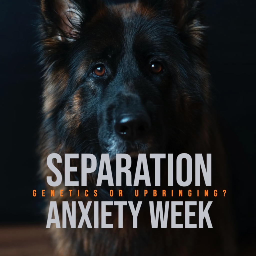Separation Anxiety Week